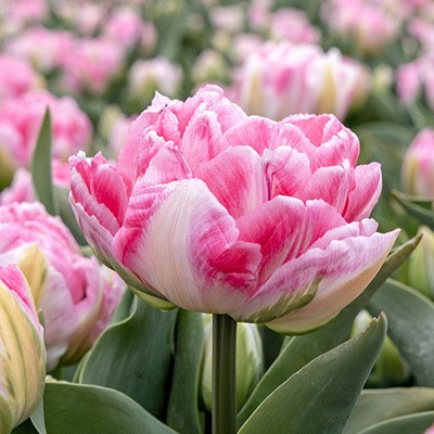 Foxtrot Tulip Bulbs