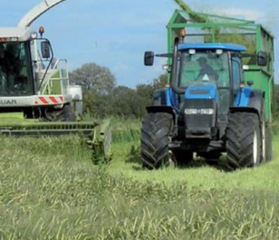Arable Silage Mix 4