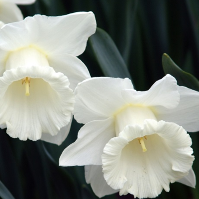 Mount Hood Daffodil