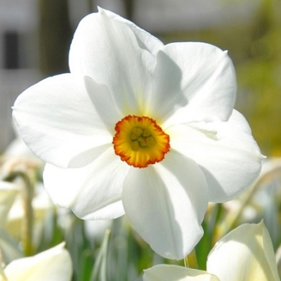 Actaea Narcissi