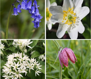 Spring Beauty Wildflower Bulb Collection