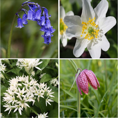 Spring Beauty Wildflower Bulb Collection
