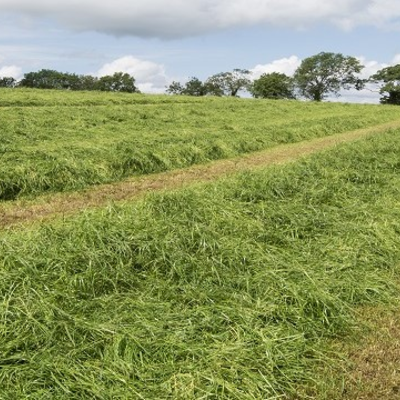 BS Aber High Sugar Grass - Long Term Multi Cut (Without Clover) - Long Term Ley 5+ Years