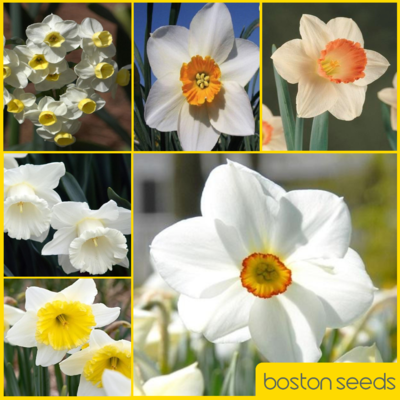 Mixed White Daffodils