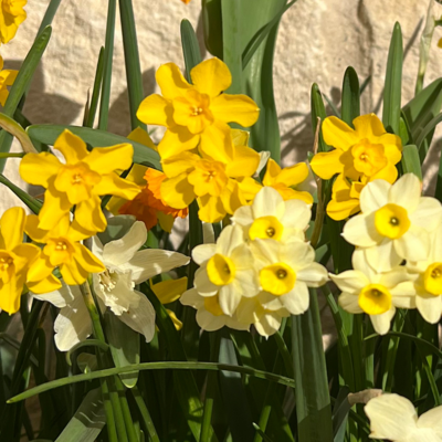 Mixed Dwarf Narcissi Species Bulbs