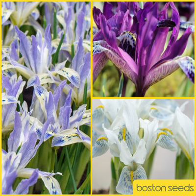 Iris Surprise Bulb Collection