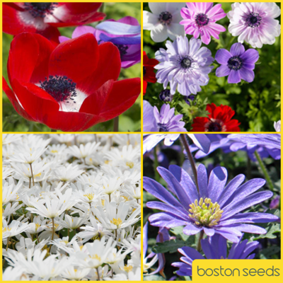 Anemone Surprise Bulb Collection