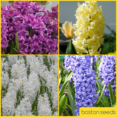 Hyacinth Surprise Bulb Collection