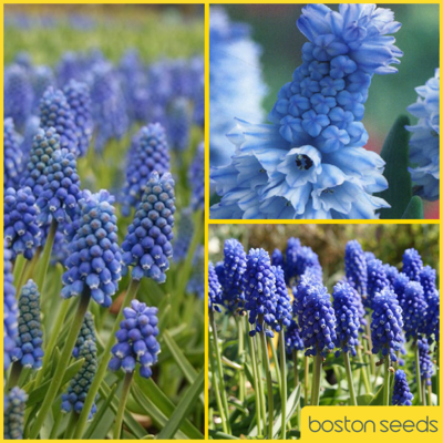 Muscari Surprise Bulb Collection