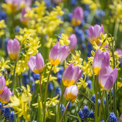 dwarf tulips, narcissi and muscari bulbs to buy