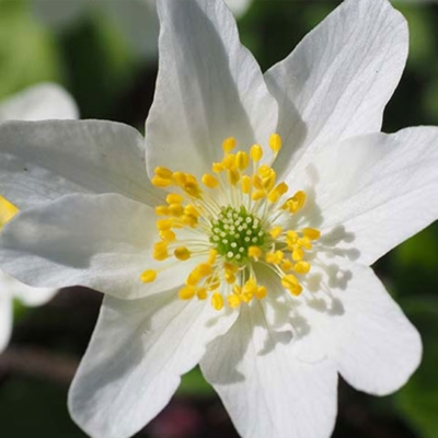 Wood Anemone Rhizomes (Anemone nemorosa)