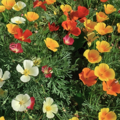 Californian Poppy Flower Seeds - Mixed
