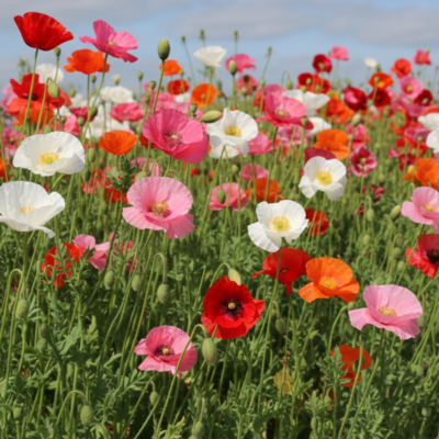 Mixed Poppy Flower Seeds - pink red white