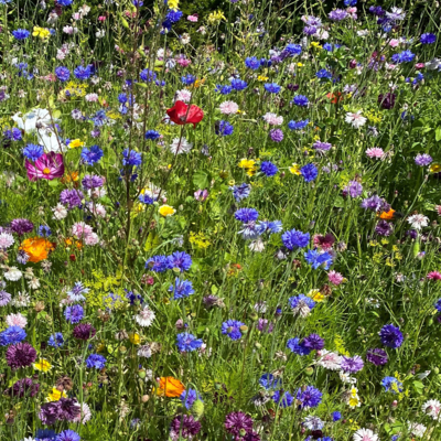 ColourMax 2 - Universal Bloom Annual Flower Seeds