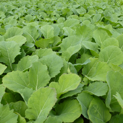 Fontan Forage Rape