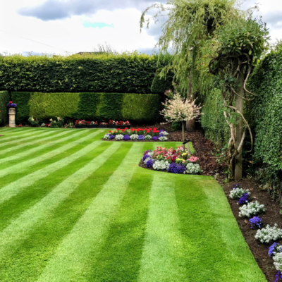 BS Prestige Lawn Grass Seed