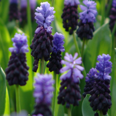 Latifolium Muscari Bulbs
