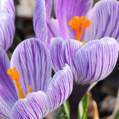 Pickwick Striped Crocus Bulbs