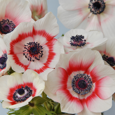 Anemone Bicolour Duet