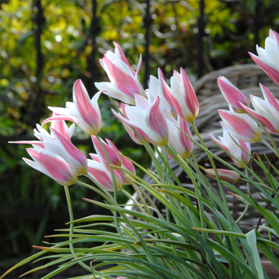Lady Jane Tulips
