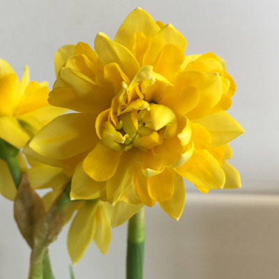 Narcissi Tete de Luxe