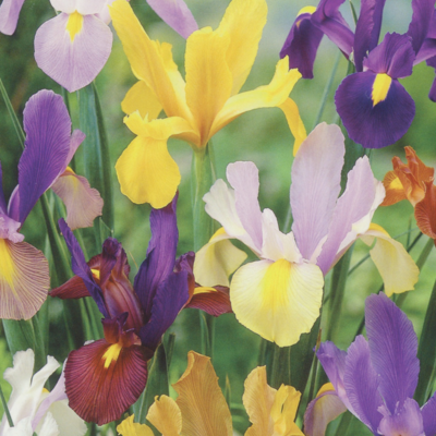 iris dutch mixed bulbs