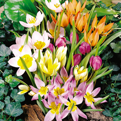 mixed species tulips
