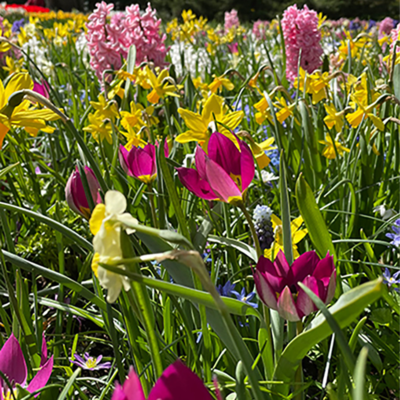 Brugge  - Fragrant Bulb Collection