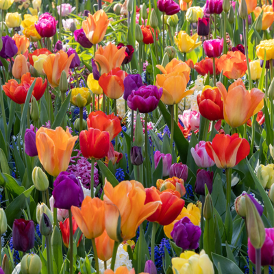 Festival of Colours Bulb Collection