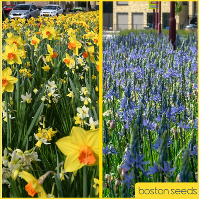 Low Maintenance Bulb Collection