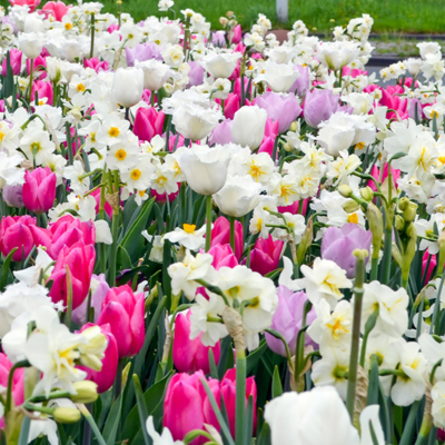 Massive Spring  Bulb Collection