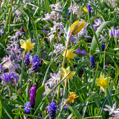 Pollinator Friendly Bulb Collection