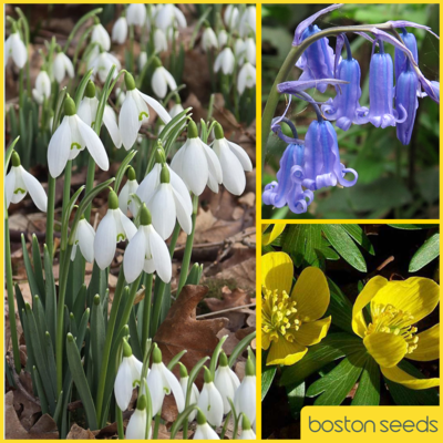 Wildflower Favourites Bulb Collection