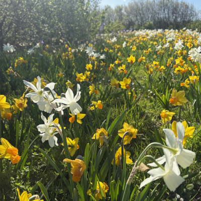 Dwarf Daffodil Bulbs