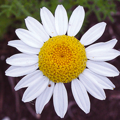 Corn Chamomile Seeds, (Anthemis arvensis)