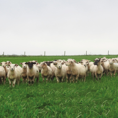 BS Aber High Sugar Grass - Intensive Grazing Ley (Without Clover) - Long Term 10+ Years