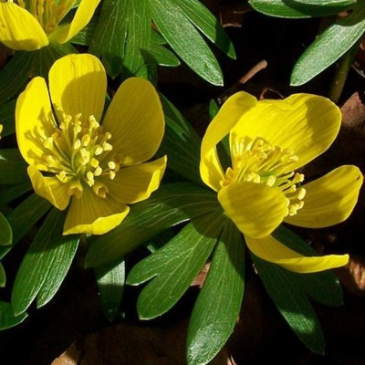 BS Winter Aconites Bulbs 'In The Green' (Eranthis hyemalis)