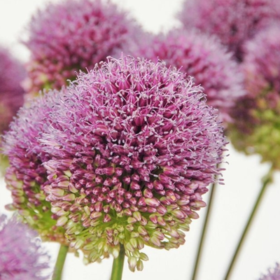 BS Sphaerocephalon Allium Bulbs