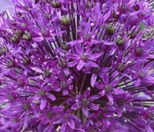 Aflatunense Allium Bulbs