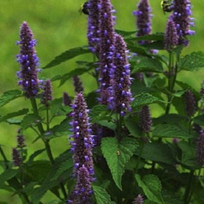 Hyssop, Anise (Agastache foeniculum) Plant