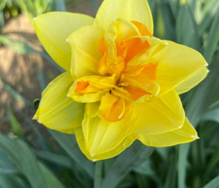 Apotheose Daffodil Bulbs