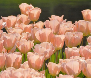 Apricot Beauty Tulip Bulbs
