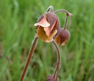 Avens, Water (Geum rivale) Plant
