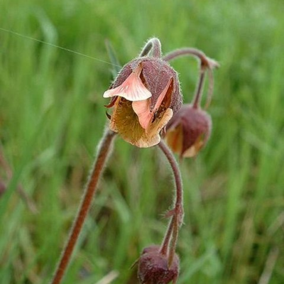 Avens, Water (Geum rivale) Plant