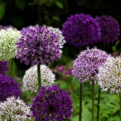 Allium Surprise Bulb Collection