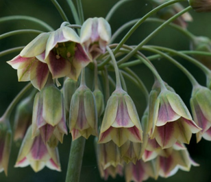 Nectaroscordum Allium Bulbs