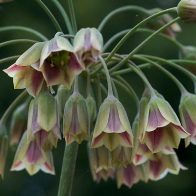 Nectaroscordum Allium Bulbs