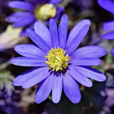 Blanda Blue Anemone Bulbs