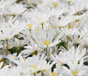 Blanda White Splendour Anemone Bulbs