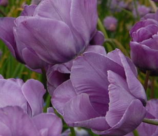 Bleu Aimable Tulip Bulbs